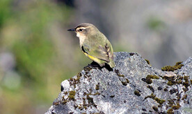 我是一只小小鸟