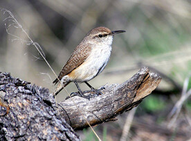 我是一只小小鸟
