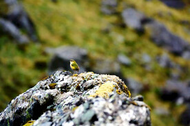 我是一只小小鸟