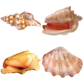 海螺 