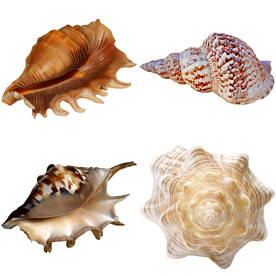 海螺 