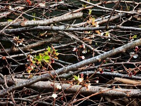 修剪的樱花枝条