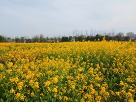 油菜花田