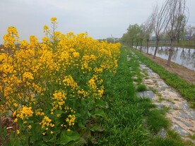河边油菜花