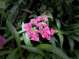 灯光下的三角梅