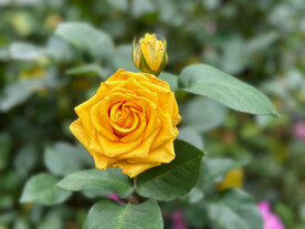 黄玫瑰