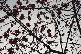 木棉花树 树枝 鲜花 挂满枝头