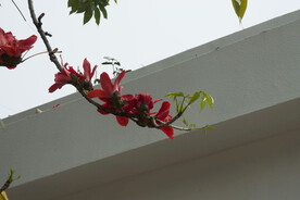 木棉花树枝入框