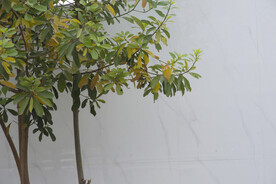 树枝 绿化树 花草 