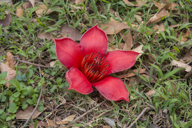 大红花木棉树英雄花