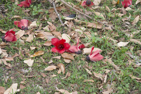 木棉花掉落枝头 大红花