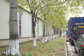 华南四月红花木棉花树挂满枝头
