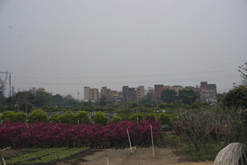 城市郊区远景林场