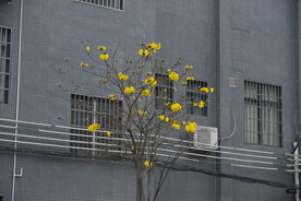 城市路边黄风铃花草树木绿植