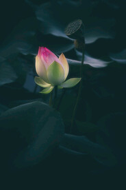 小荷又露尖尖角