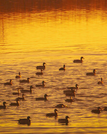 春江水暖鸭先知