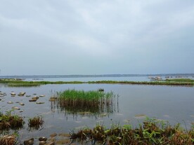 湿地公园芦苇丛新芽