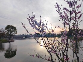 湖边桃花开