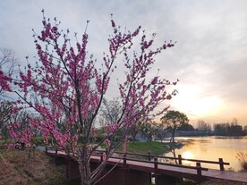 湖边盛开的桃花