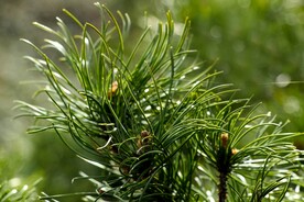 松针