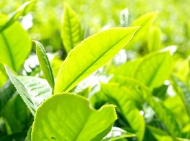 茶叶