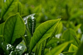 茶叶