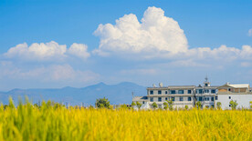 蓝天白云青稞地藏景美图