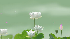 绿色荷花盛开美景背景图