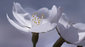 灰白色百合花绽放高清壁纸