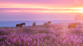 粉海夕阳超清1080背景系壁纸