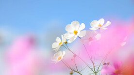 风中粉花丛中小雏菊壁纸