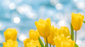 蓝海背景郁金香盛开背景图