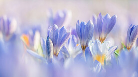 蓝色喇叭花高清摄影壁纸图