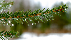 晨露针松露水绿色美景壁纸