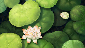 绿色荷花池开花美景