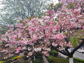 盛开的日本晚樱