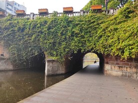 桥洞上的常春油麻藤