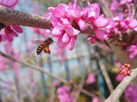 紫荆花里一只蜜蜂