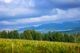 树林远山天空背景