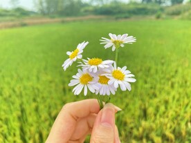 小雏菊