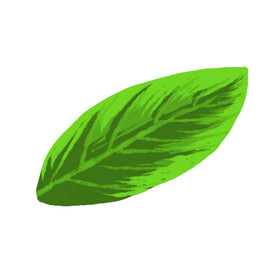 薄荷叶子