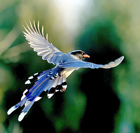 蓝鹊图