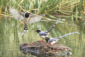 寿带蓝鹊绿咬鹃