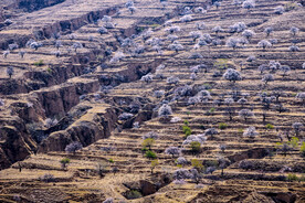沟壑纵横杏花开