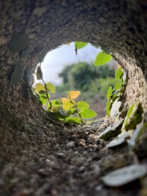 洞里的光与植物