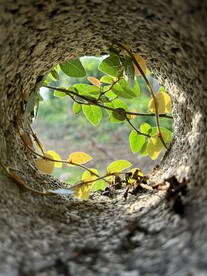 石头洞里的植物