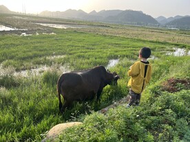 田野里的放牛娃