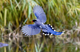 蓝鹊图