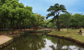 梅园 春天 绿地 