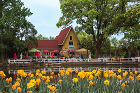 梅园 春天 花卉